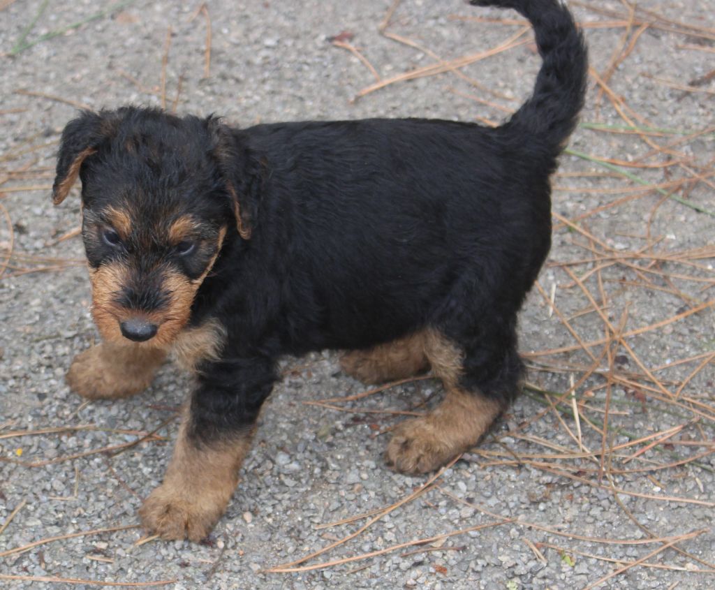 du Domaine de Souvigny - Chiot disponible  - Airedale Terrier