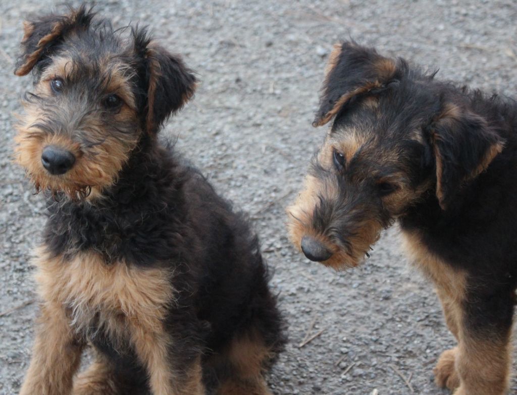 du Domaine de Souvigny - Chiot disponible  - Airedale Terrier