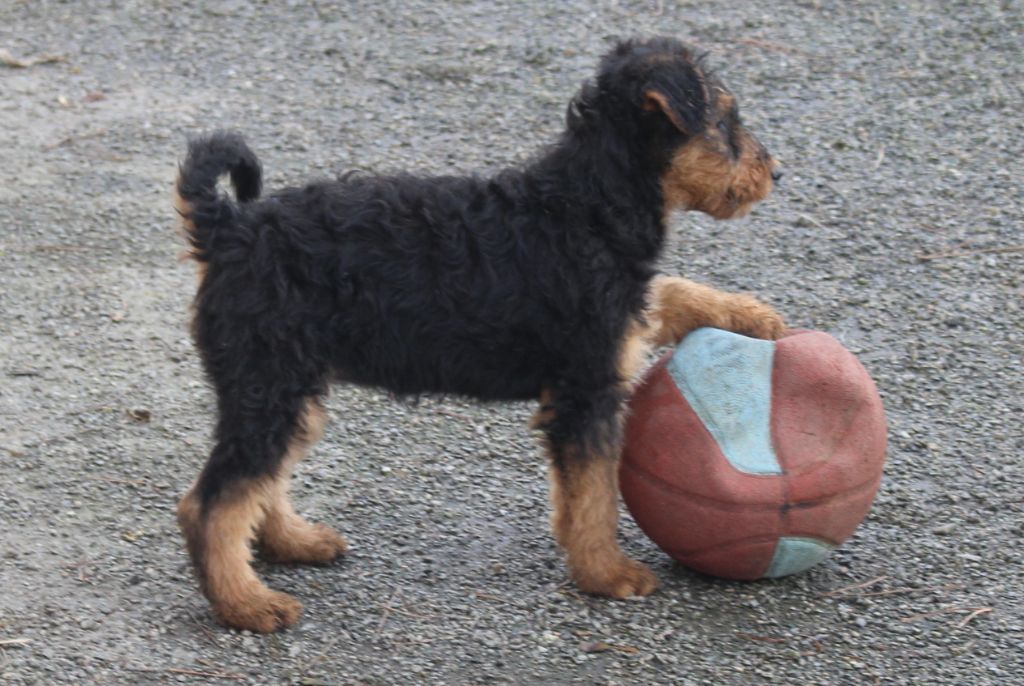 du Domaine de Souvigny - Chiot disponible  - Airedale Terrier