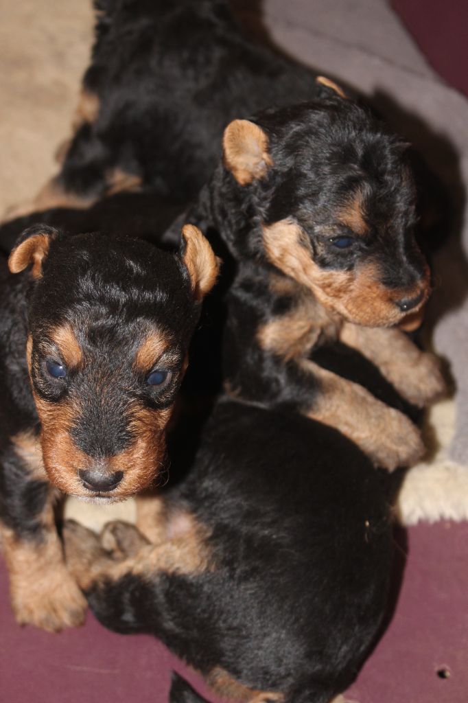 du Domaine de Souvigny - Chiot disponible  - Welsh Terrier