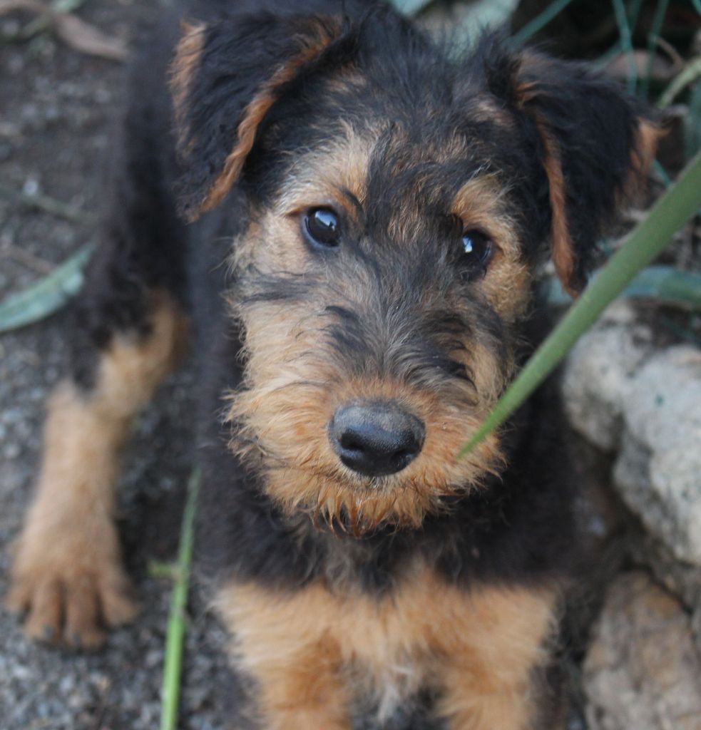 du Domaine de Souvigny - Chiot disponible  - Airedale Terrier