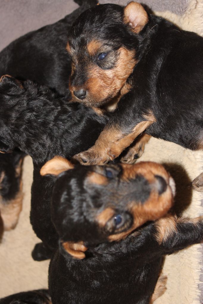 du Domaine de Souvigny - Chiot disponible  - Welsh Terrier