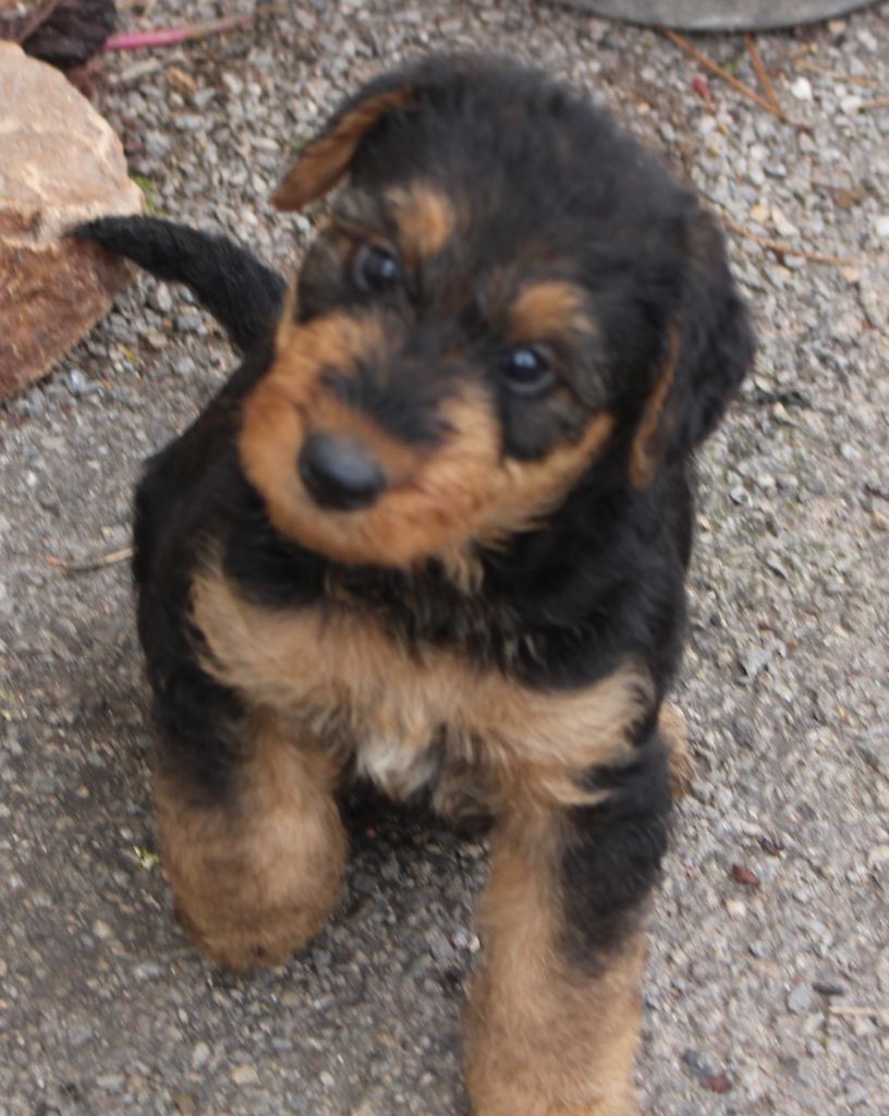 du Domaine de Souvigny - Chiot disponible  - Airedale Terrier