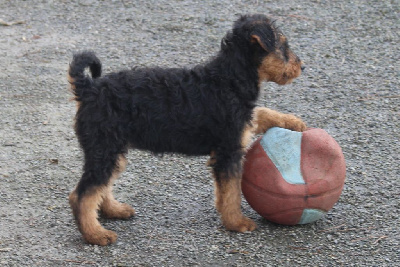 du Domaine de Souvigny - Airedale Terrier - Portée née le 22/10/2024