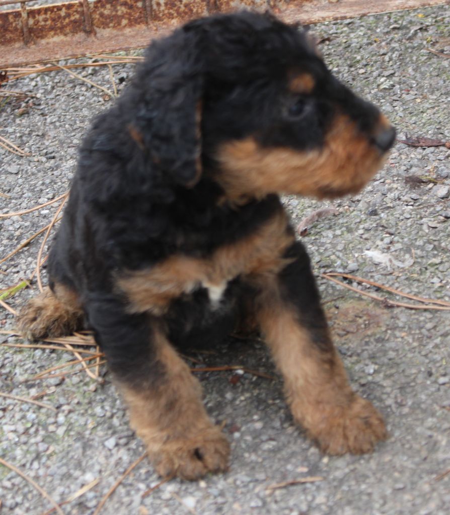 du Domaine de Souvigny - Chiot disponible  - Airedale Terrier