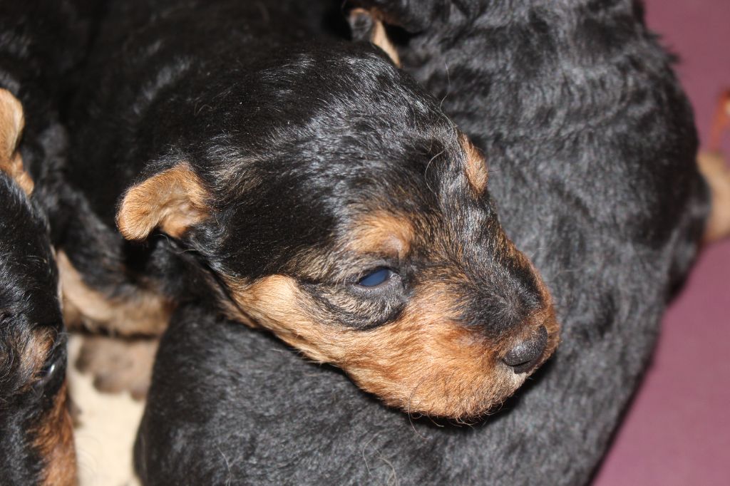 du Domaine de Souvigny - Chiot disponible  - Welsh Terrier