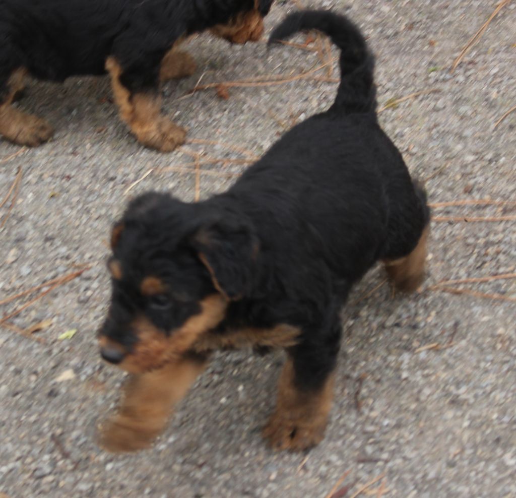 du Domaine de Souvigny - Chiot disponible  - Airedale Terrier