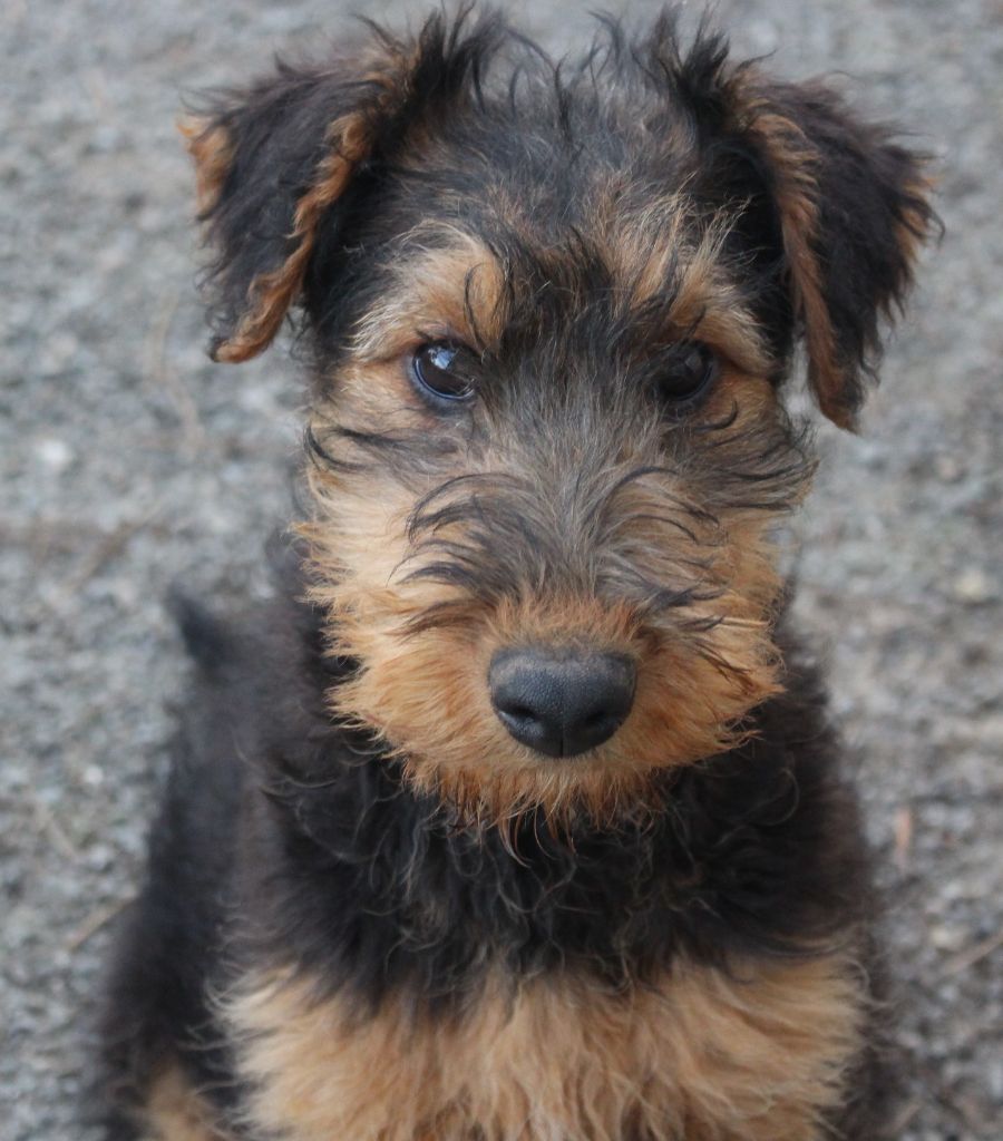 du Domaine de Souvigny - Chiot disponible  - Airedale Terrier