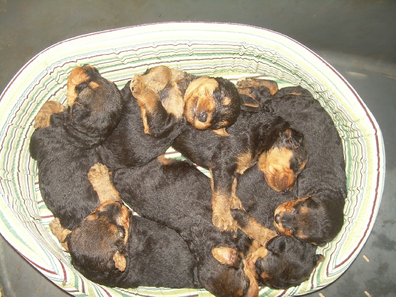 NOS CHIENS