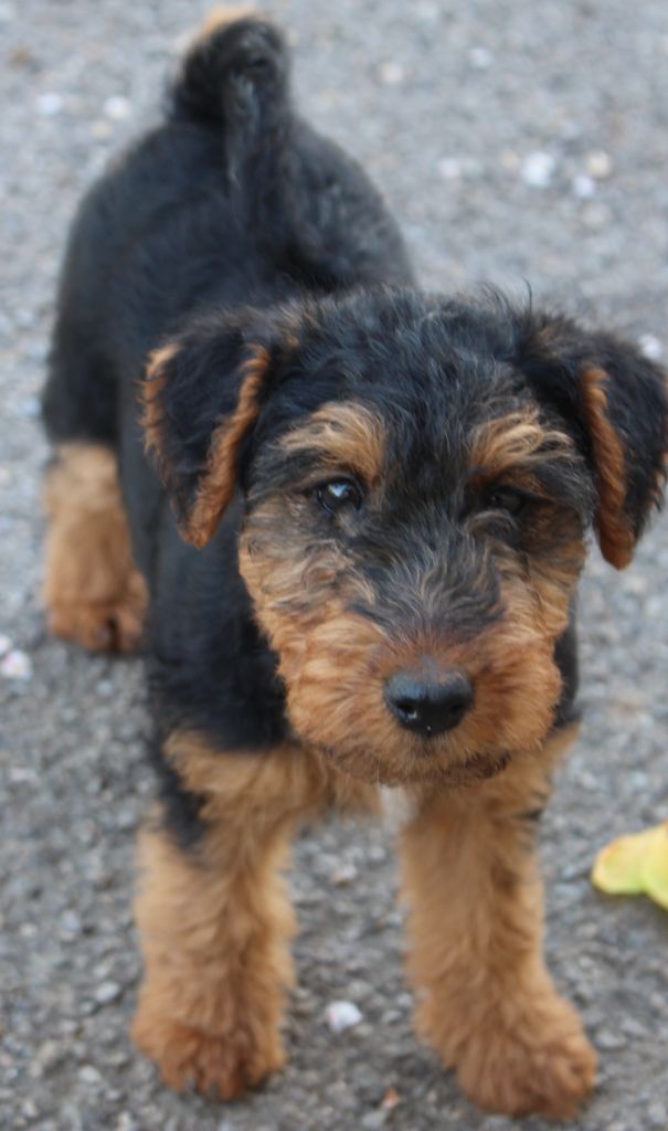 du Domaine de Souvigny - Chiots disponibles - Welsh Terrier