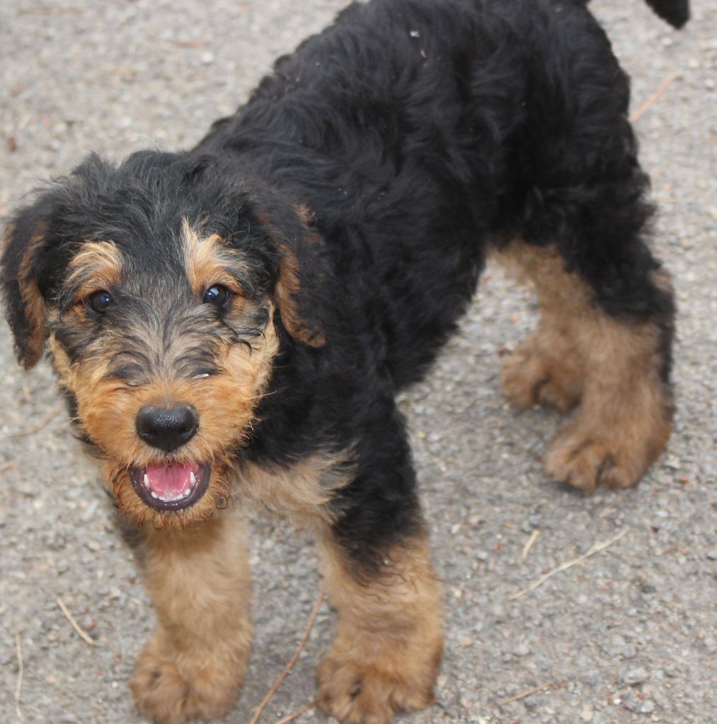 du Domaine de Souvigny - Chiots disponibles - Airedale Terrier