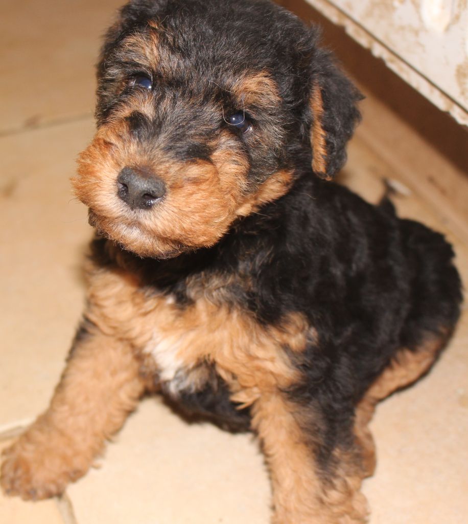 du Domaine de Souvigny - Chiots disponibles - Welsh Terrier