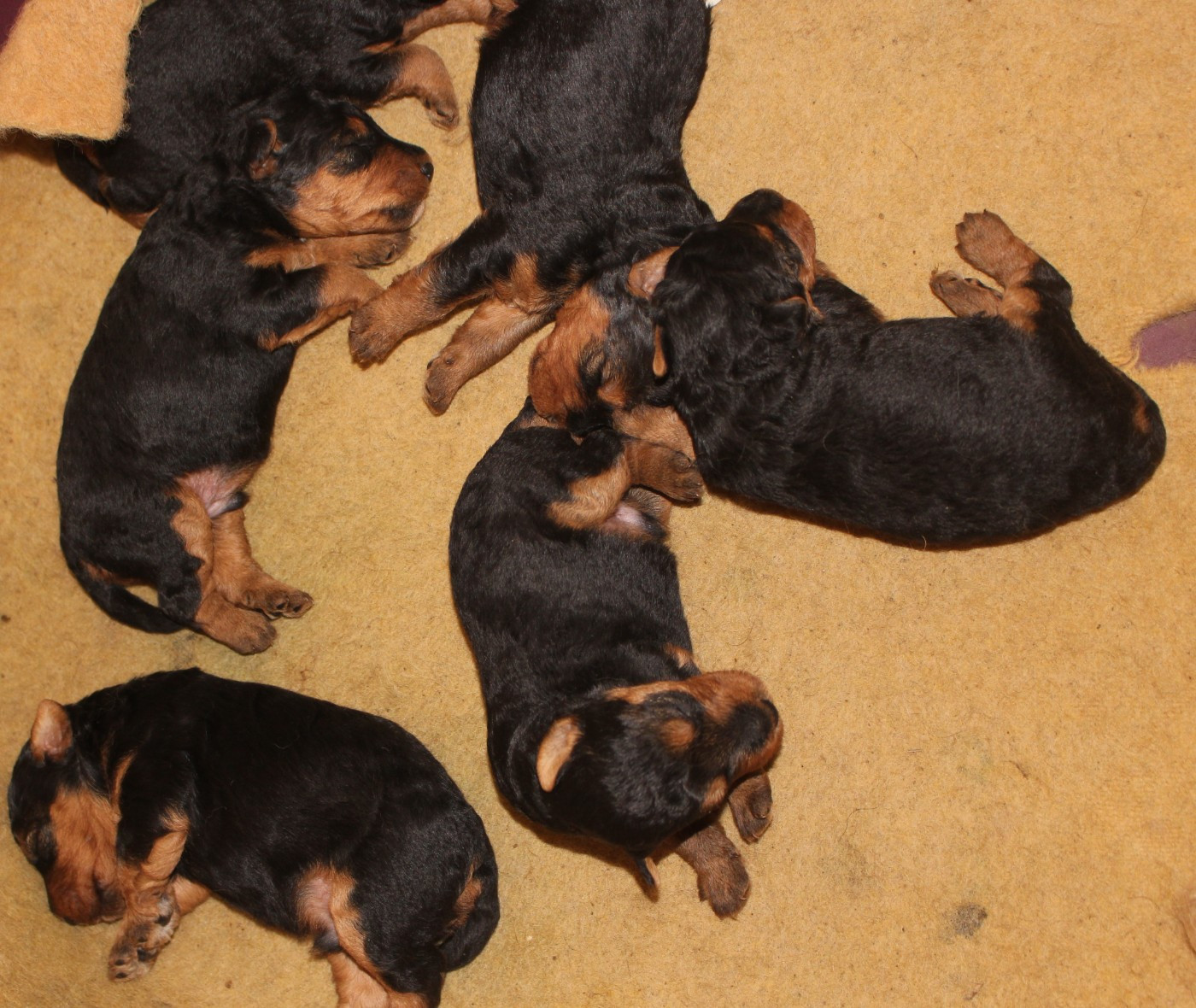 du Domaine de Souvigny - Chiots disponibles - Welsh Terrier