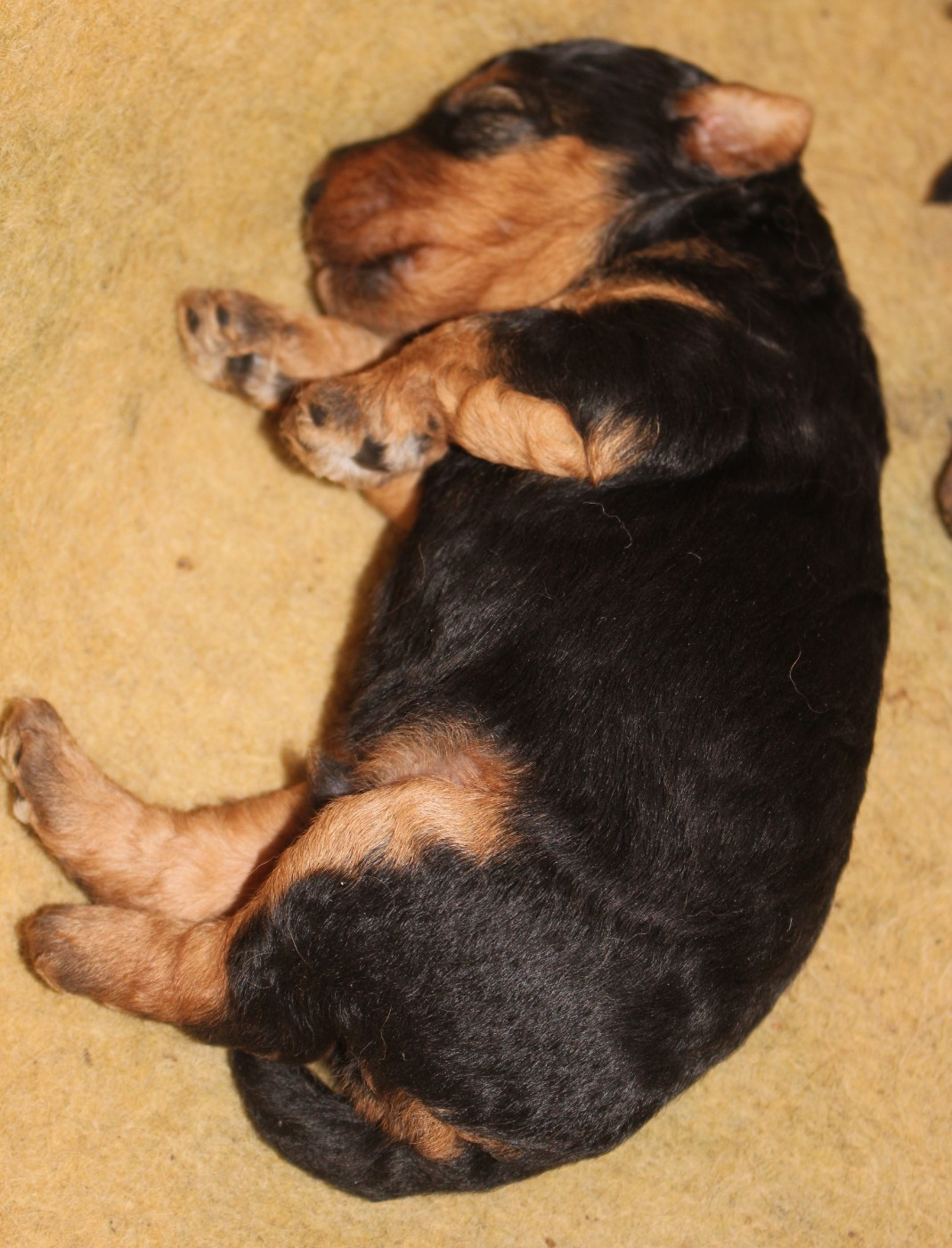 du Domaine de Souvigny - Chiots disponibles - Welsh Terrier