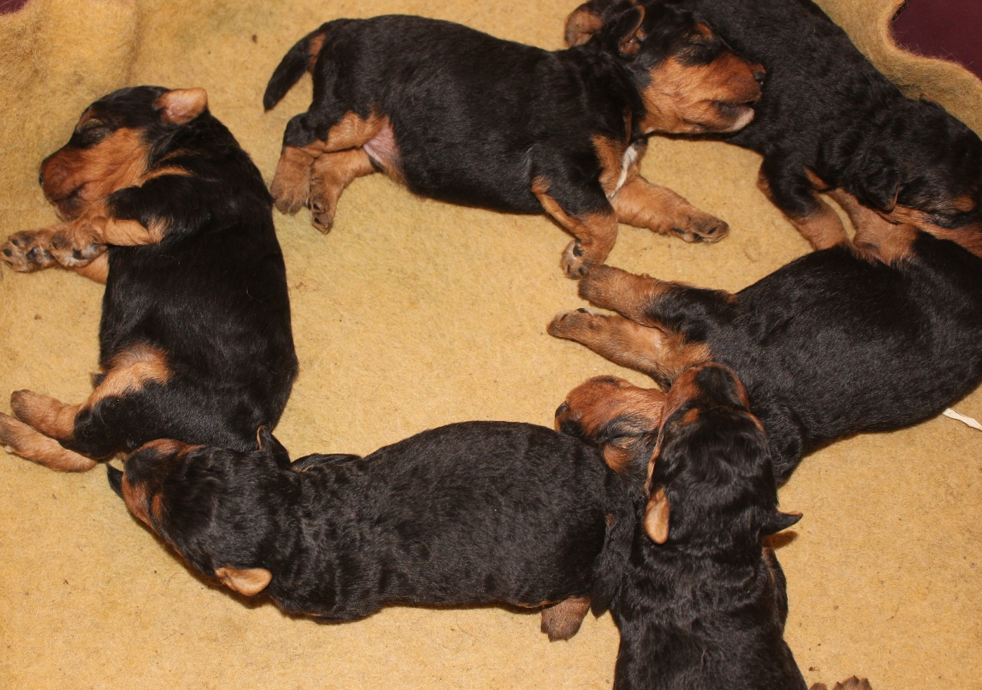 du Domaine de Souvigny - Chiots disponibles - Welsh Terrier