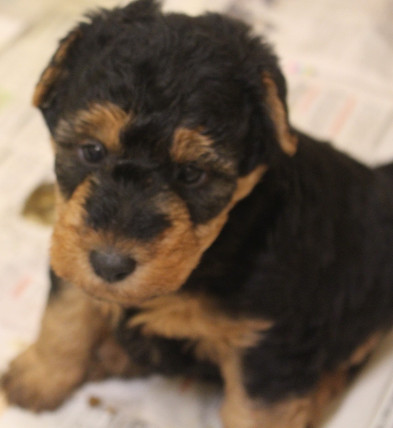 du Domaine de Souvigny - Chiots disponibles - Welsh Terrier