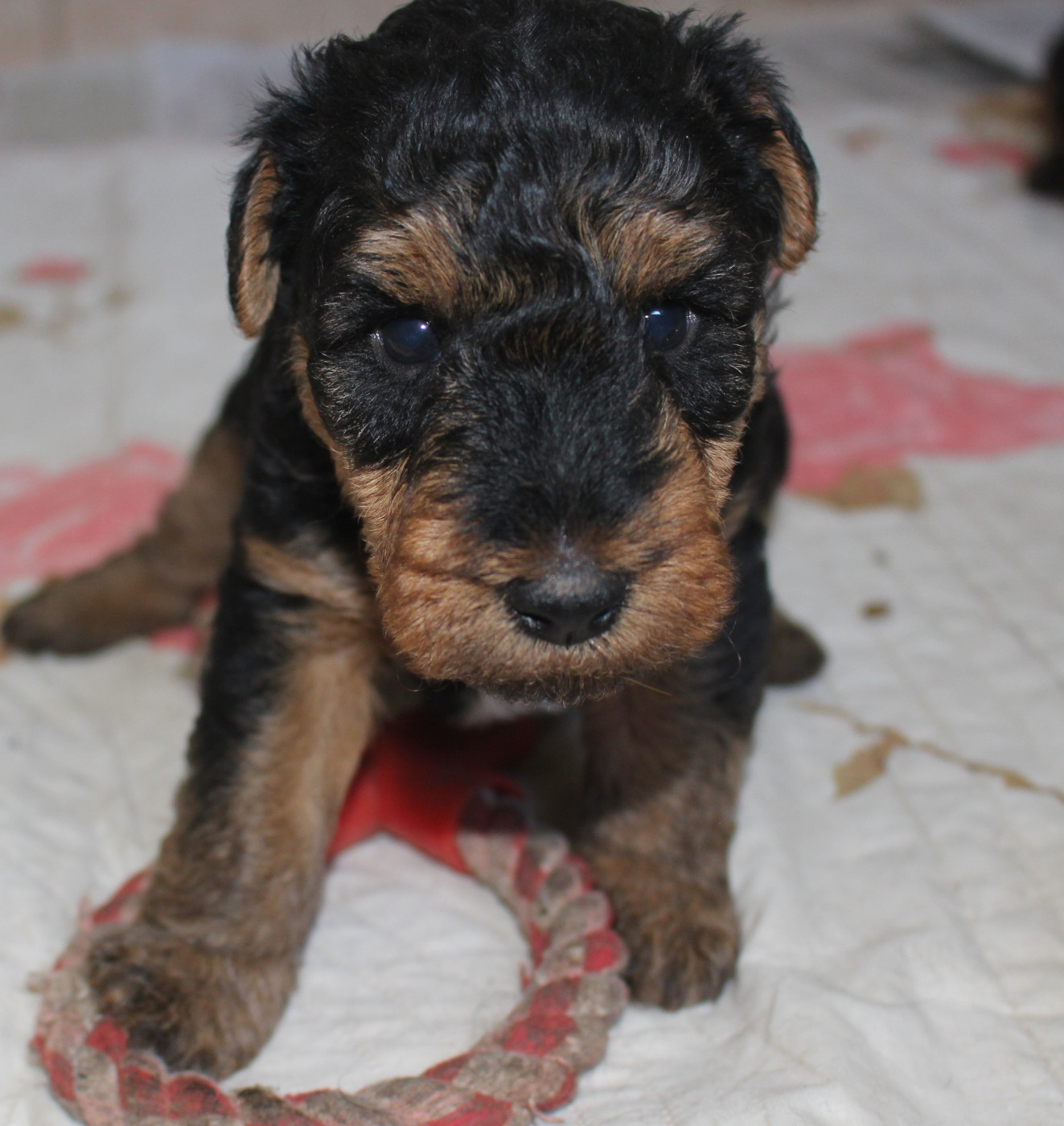 du Domaine de Souvigny - Chiots disponibles - Welsh Terrier