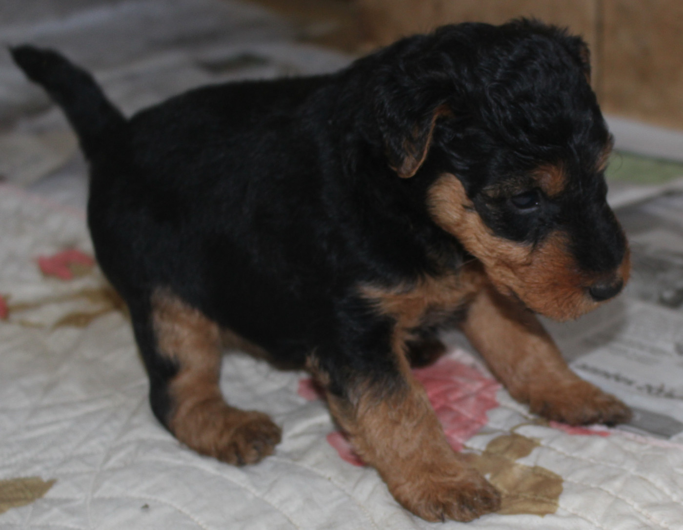 du Domaine de Souvigny - Chiots disponibles - Welsh Terrier