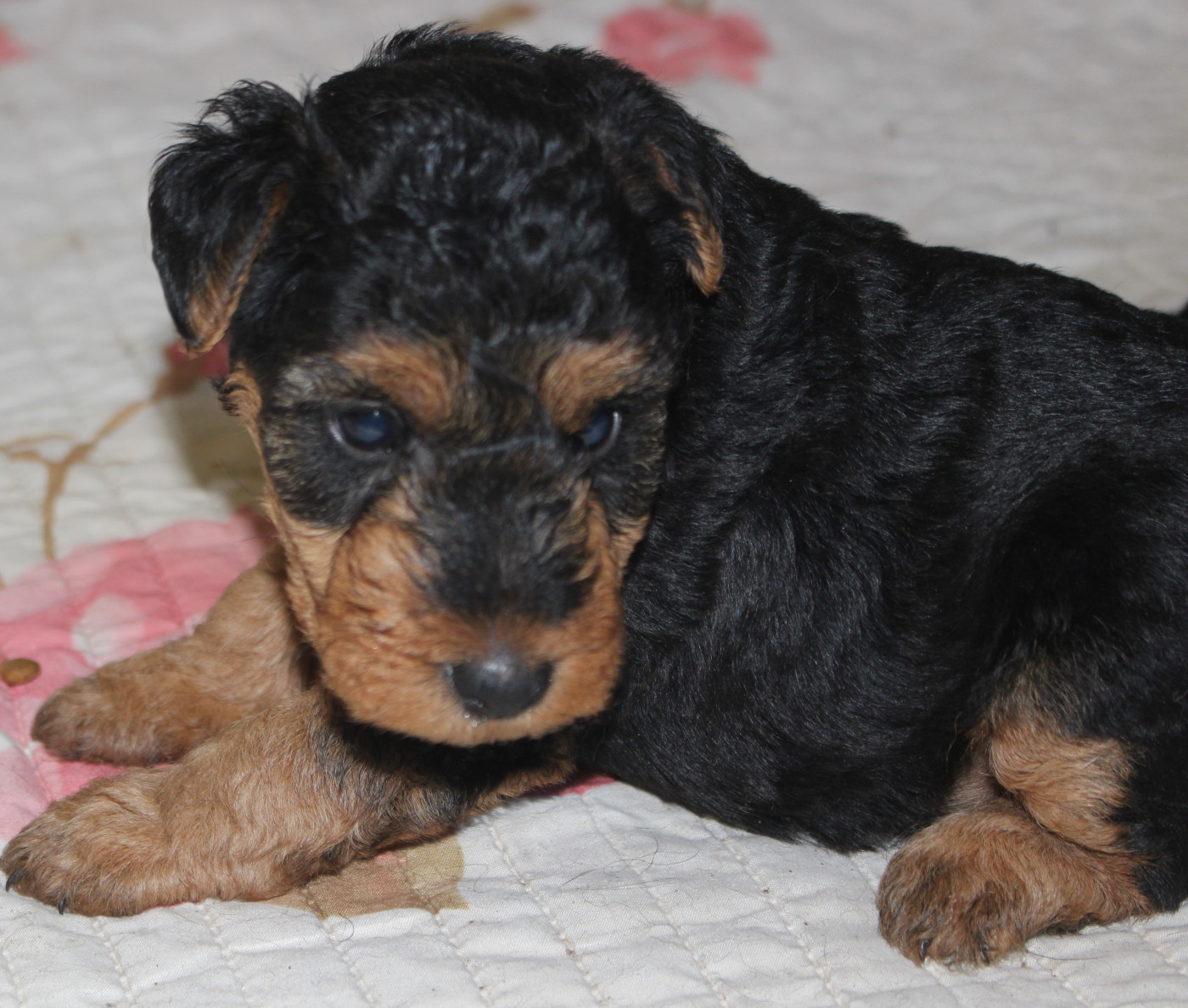 du Domaine de Souvigny - Chiots disponibles - Welsh Terrier