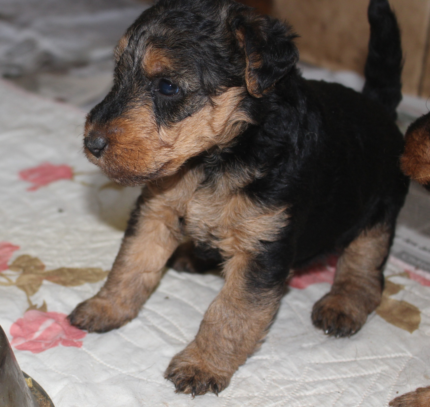 du Domaine de Souvigny - Chiots disponibles - Welsh Terrier