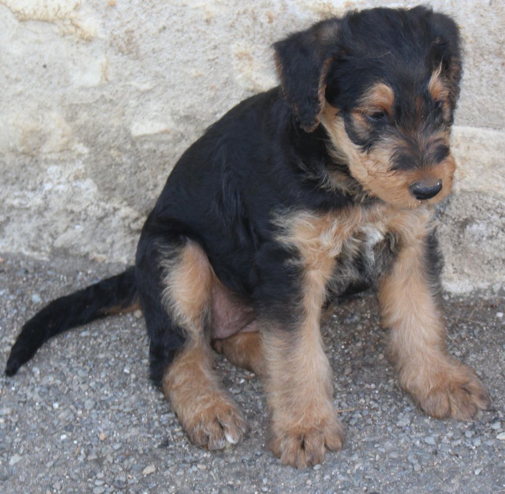 du Domaine de Souvigny - Chiots disponibles - Airedale Terrier