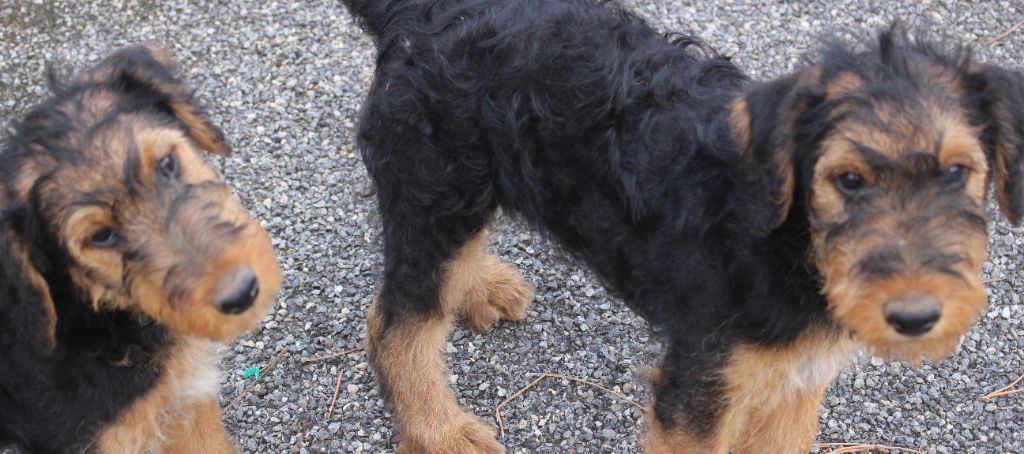 du Domaine de Souvigny - Chiots disponibles - Airedale Terrier