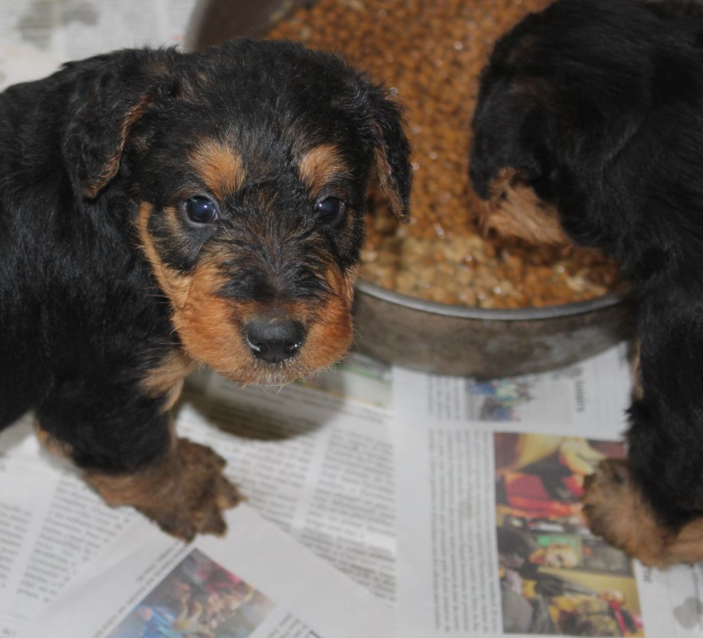 du Domaine de Souvigny - Chiots disponibles - Airedale Terrier