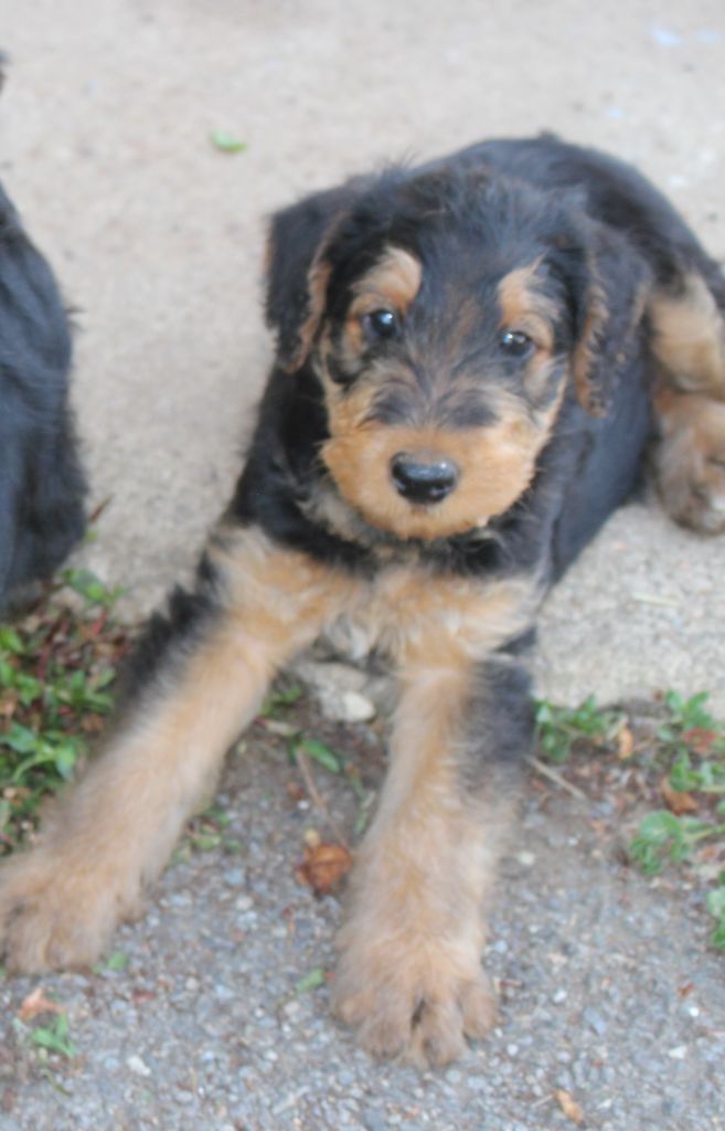 du Domaine de Souvigny - Chiots disponibles - Airedale Terrier