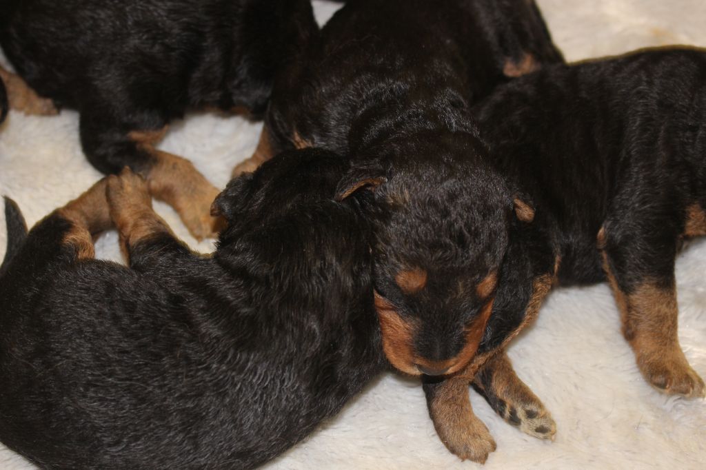 du Domaine de Souvigny - Chiots disponibles - Airedale Terrier