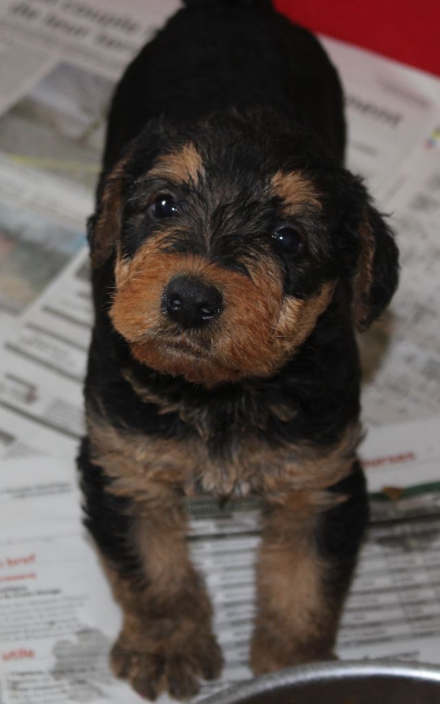 du Domaine de Souvigny - Chiots disponibles - Airedale Terrier