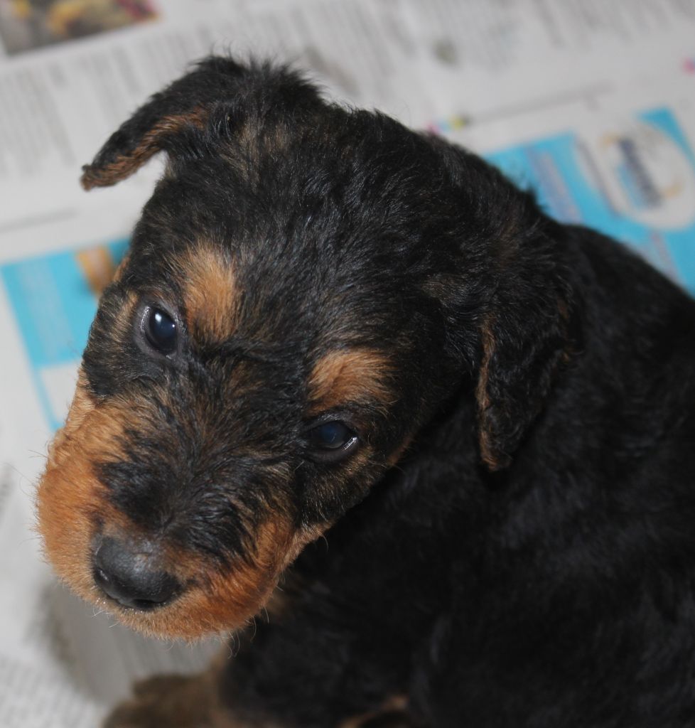 du Domaine de Souvigny - Chiots disponibles - Airedale Terrier