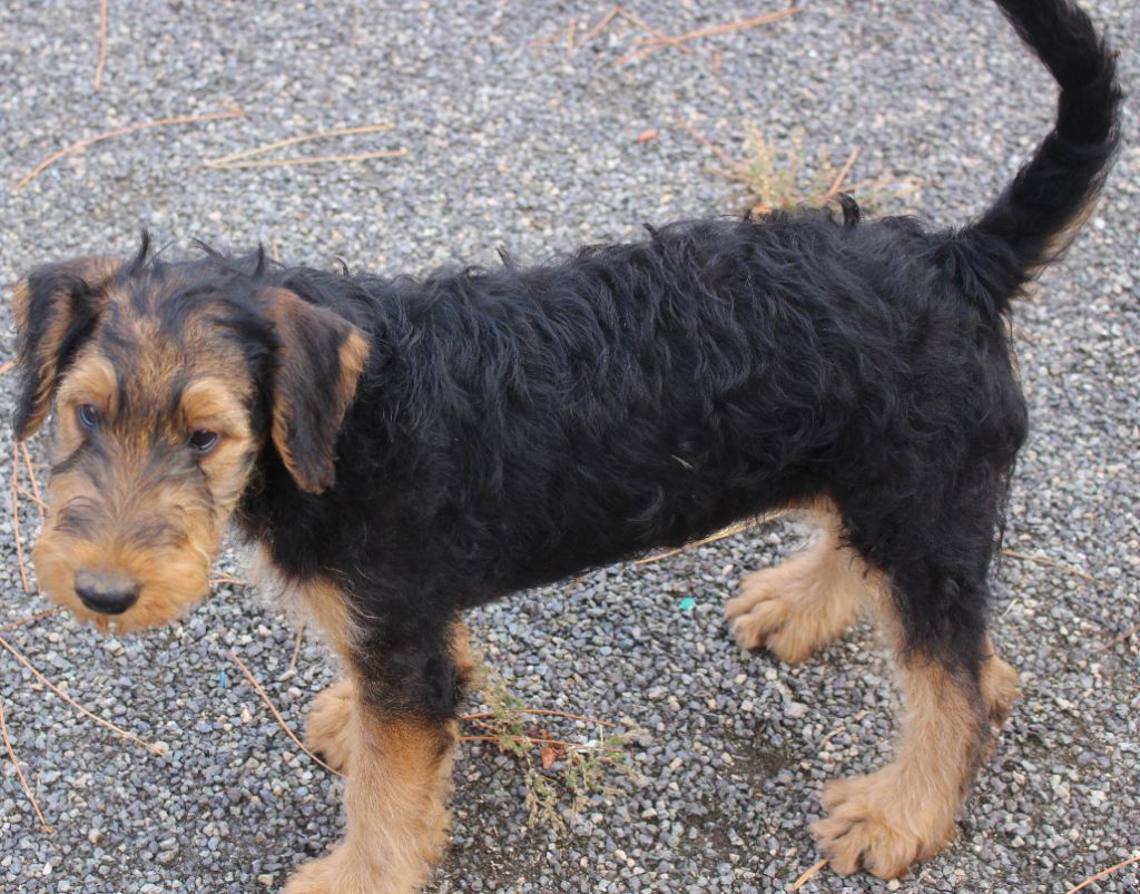 du Domaine de Souvigny - Chiots disponibles - Airedale Terrier