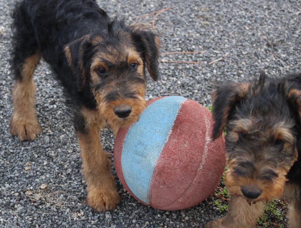 du Domaine de Souvigny - Chiots disponibles - Airedale Terrier