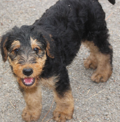 CHIOT 1