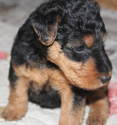 Chiot N°5