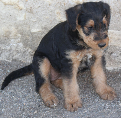 CHIOT 6