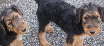 CHIOT 4