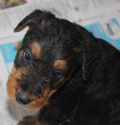 CHIOT 3