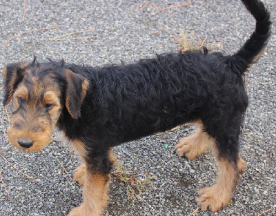 CHIOT 2