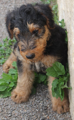 CHIOT 3