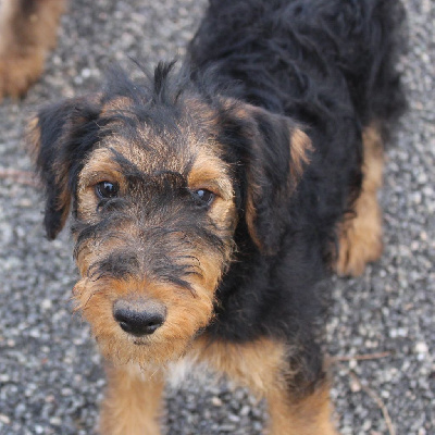 CHIOT 3