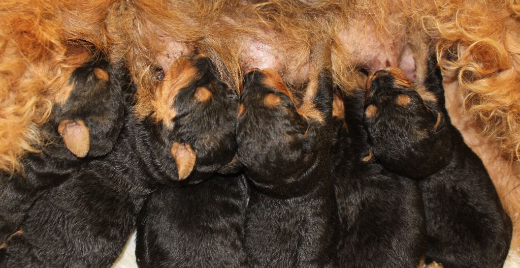 du Domaine de Souvigny - Chiots disponibles - Airedale Terrier