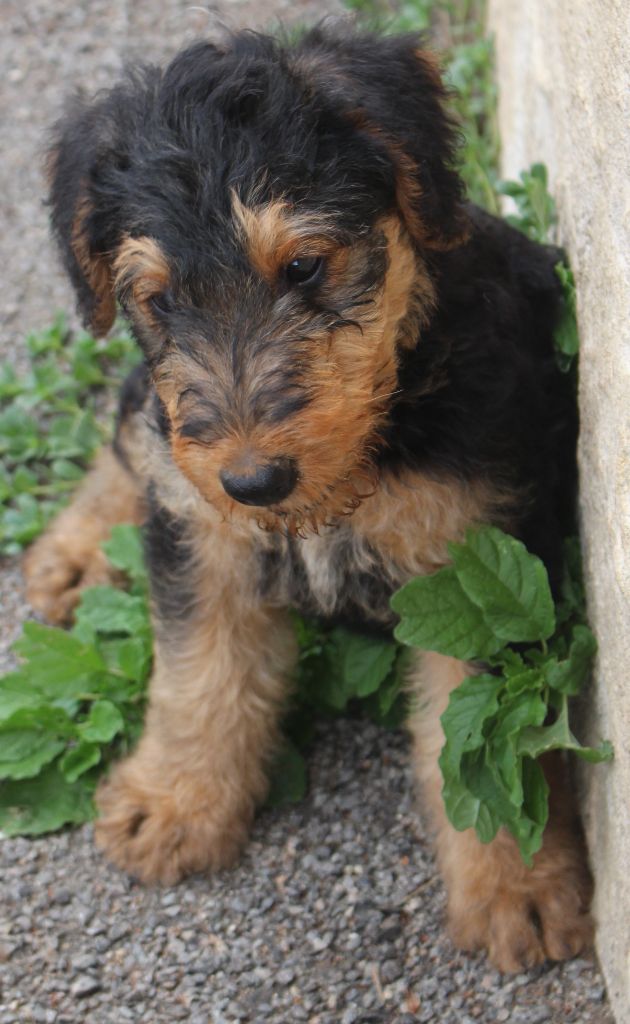 du Domaine de Souvigny - Chiots disponibles - Airedale Terrier