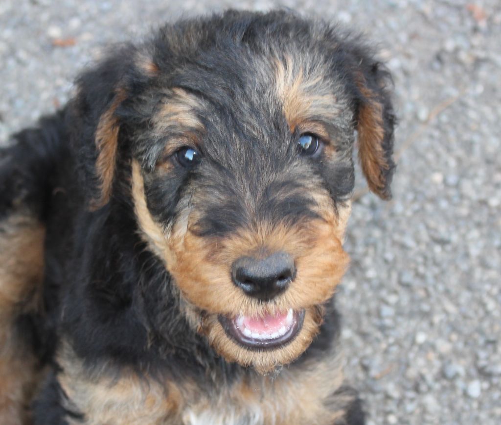du Domaine de Souvigny - Chiots disponibles - Airedale Terrier